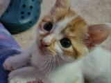 À adopter : chaton mâle roux et blanc