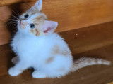 À adopter : chaton mâle roux et blanc