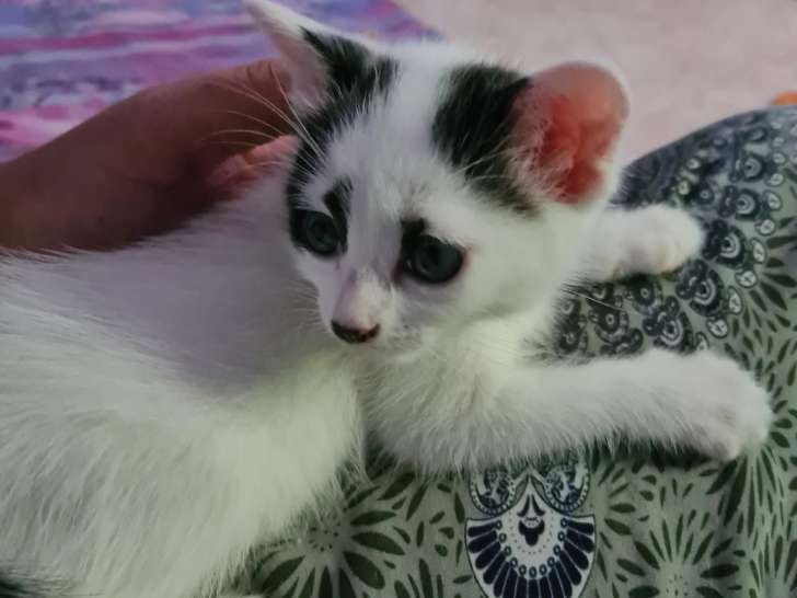 Disponible à l'adoption : chaton mâle noir et blanc
