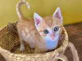 En attente d'adoption : chaton femelle roux