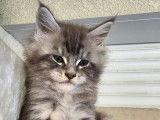 2 chatons Maine Coons LOOF à vendre