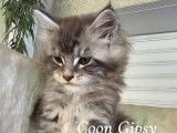 2 chatons Maine Coons LOOF à vendre