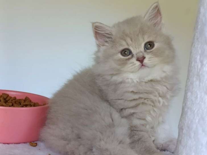 À vendre, 3 chatons mâles British Longhair (LOOF)