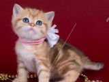 2 chatons British Shorthair disponibles à la vente (LOOF)