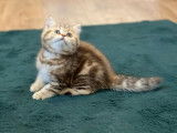 2 chatons British Shorthair disponibles à la vente (LOOF)