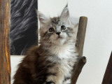 2 chatonnes Maine Coons LOOF à vendre