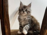 2 chatonnes Maine Coons LOOF à vendre