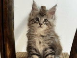 2 chatonnes Maine Coons LOOF à vendre