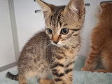 Prêt pour l'adoption : chaton mâle tigré