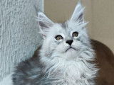 3 chatons Maine Coons LOOF disponibles à l’achat