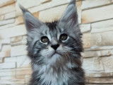 3 chatons Maine Coons LOOF disponibles à l’achat