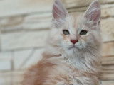 3 chatons Maine Coons LOOF disponibles à l’achat