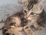 À accueillir : chaton mâle au pelage tigré