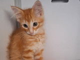 En quête d’une famille : chaton mâle roux