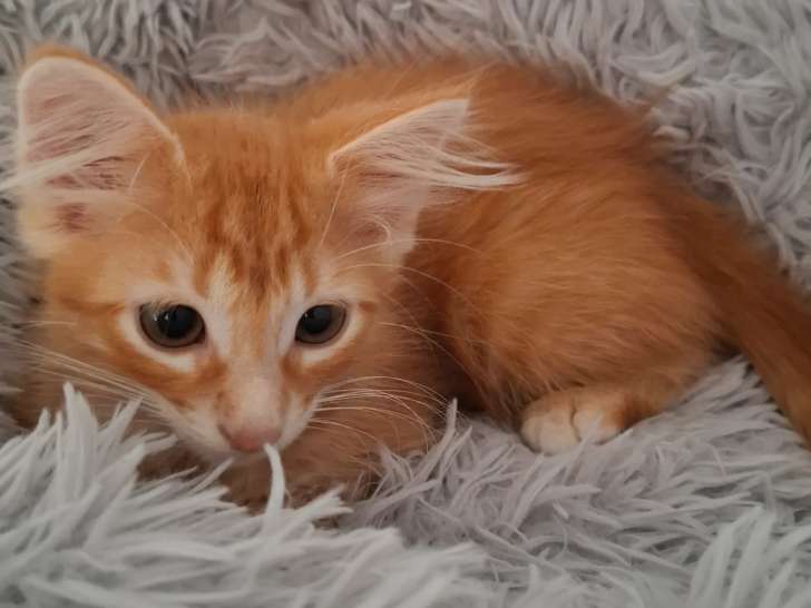 En quête d’une famille : chaton mâle roux