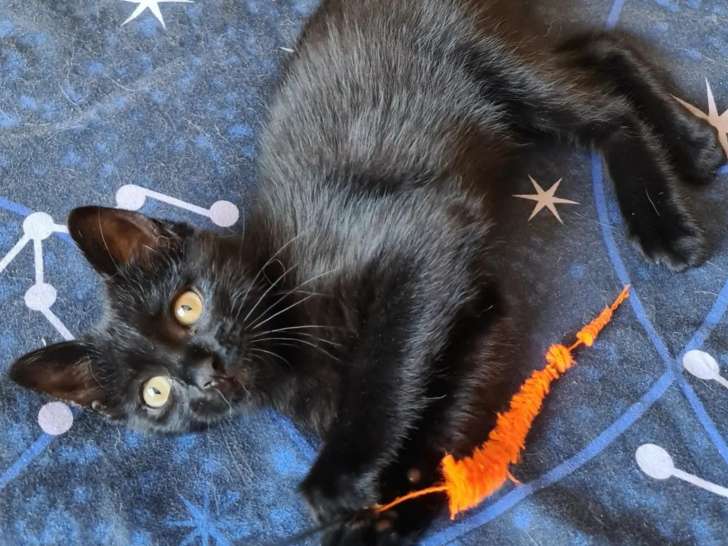 Adoption disponible : chatonne de 2 mois