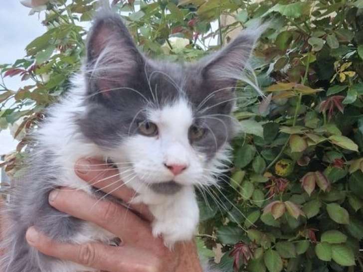 4 chatons Maine Coons LOOF à vendre