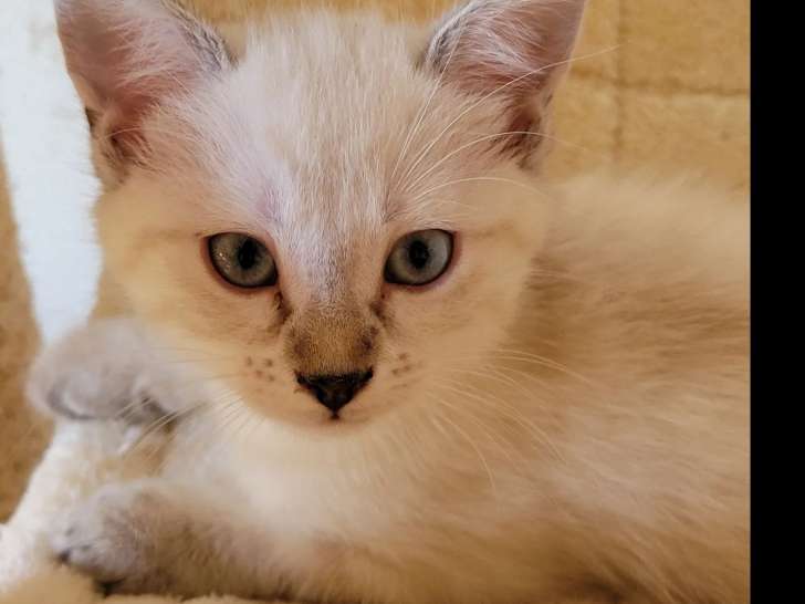 Chaton femelle Siamois de 2 mois à adopter
