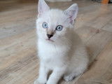 Chaton femelle Siamois de 2 mois à adopter