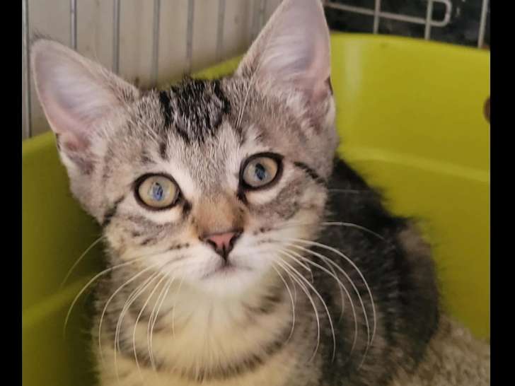 Chatonne tigrée en attente d'adoption