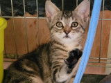 Chatonne tigrée en attente d'adoption