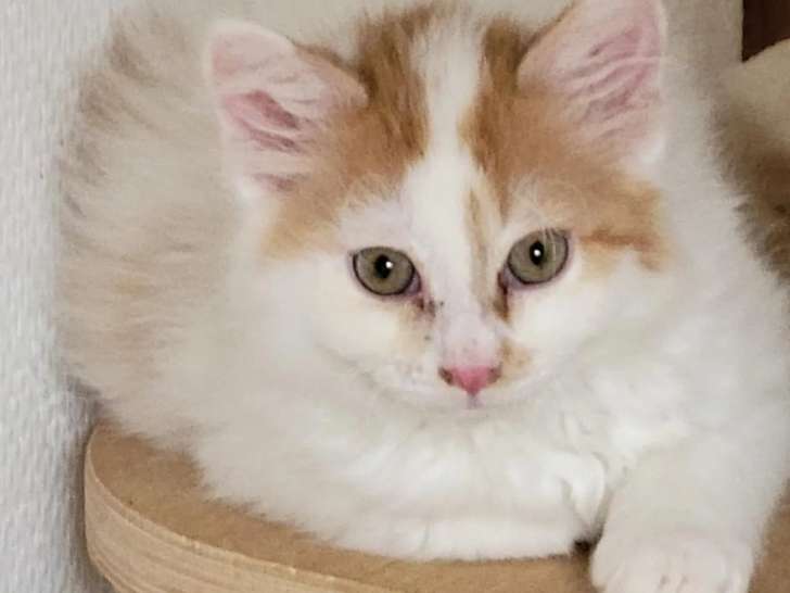 Chaton mâle roux et blanc à accueillir
