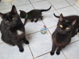 2 chatte noire à la recherche d'un foyer