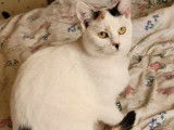 Adoption disponible : chatte tricolore