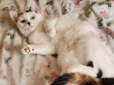 Adoption disponible : chatte tricolore