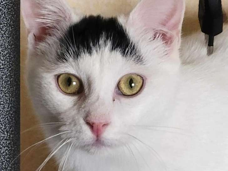 Chatte d’un an en attente d’un foyer