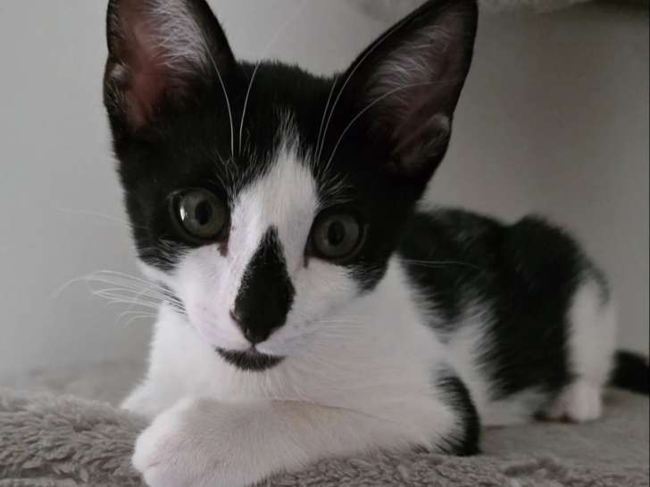À la recherche d’un foyer, chaton mâle de 3 mois