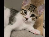 Adoption disponible : chaton mâle de 3 mois