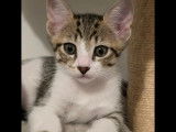 Adoption disponible : chaton mâle de 3 mois