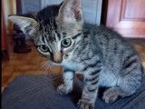 À accueillir, chaton femelle de 3 mois