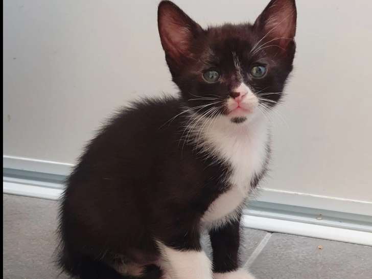 En attente d’un foyer, chaton mâle d'un mois