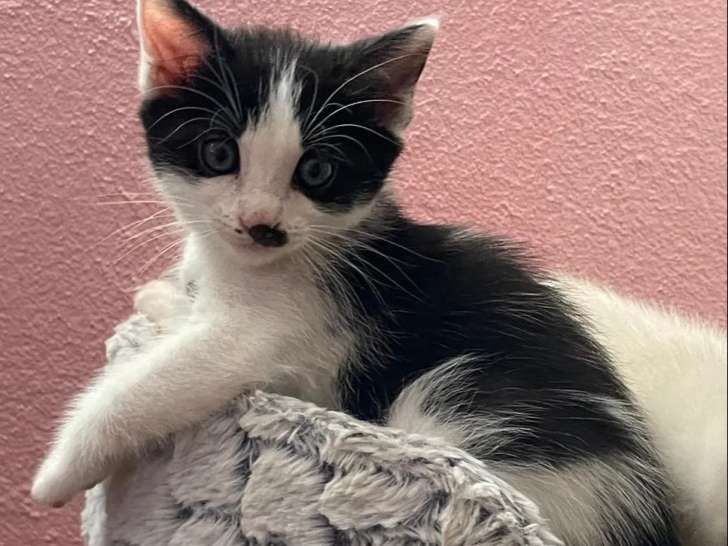 Prêt pour l’adoption, chaton mâle noir et blanc