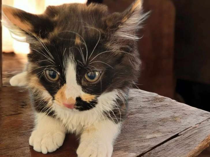 À adopter, chaton femelle tricolore