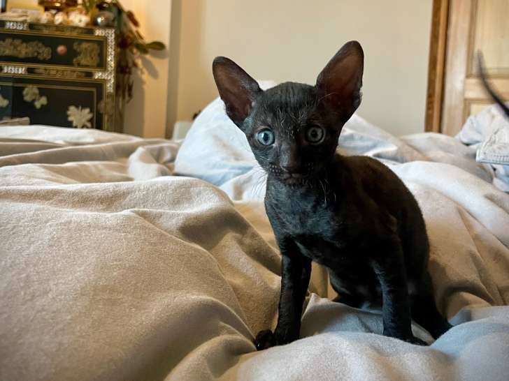 Magnifique chaton Cornish rex à vendre