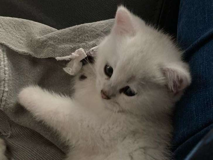 À réserver, 4 chatons British Shorthair (LOOF)