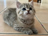 À réserver, 4 chatons British Shorthair (LOOF)