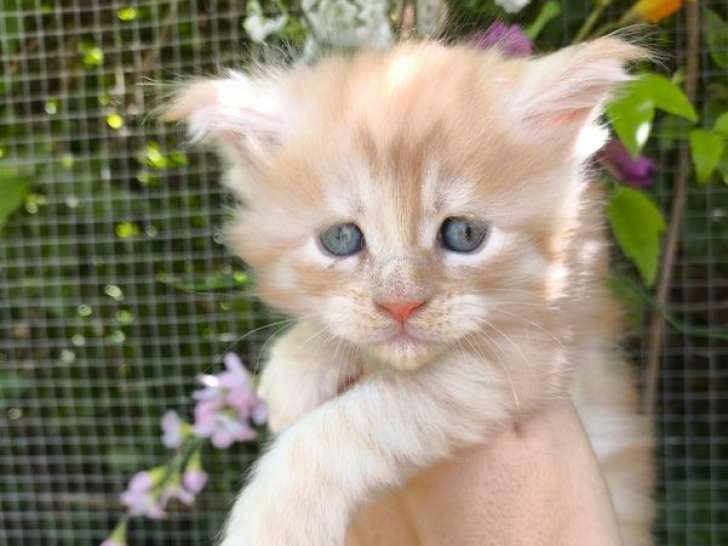 À vendre, chaton mâle Maine Coon (LOOF)