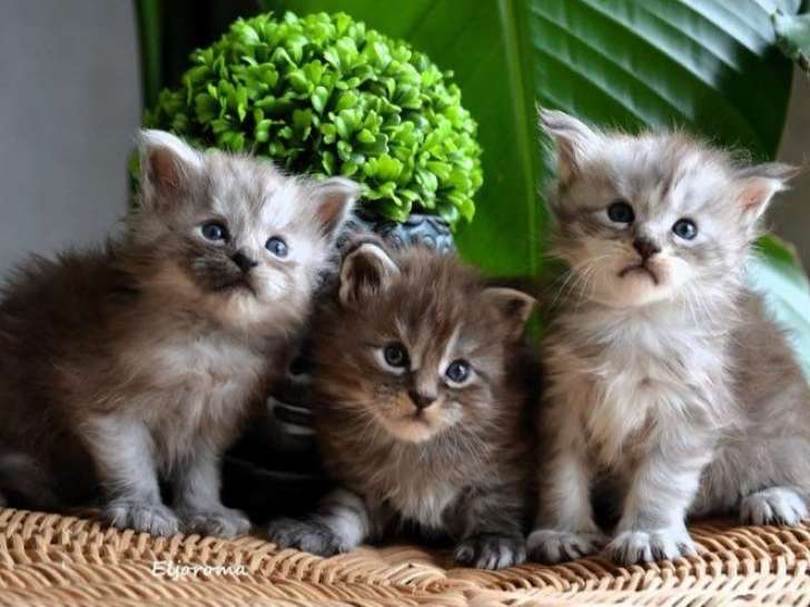 2 chatons Maine Coons XXL disponibles à la réservation (LOOF)