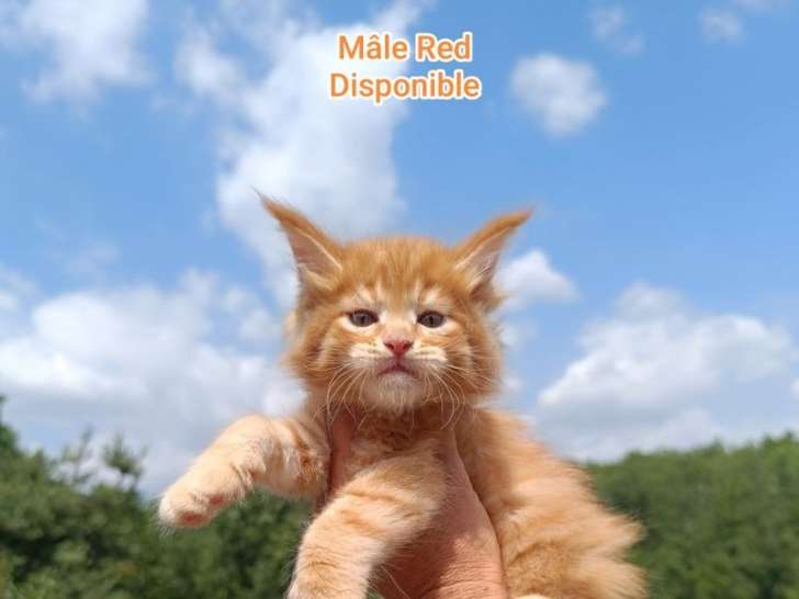4 chatons mâles Maine Coons à vendre (LOOF)
