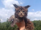 4 chatons mâles Maine Coons à vendre (LOOF)