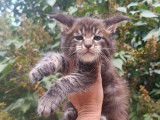 4 chatons mâles Maine Coons à vendre (LOOF)