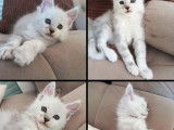 2 chatons Maine Coons à vendre (LOOF)