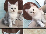 2 chatons Maine Coons à vendre (LOOF)