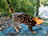 Chaton Bengal mâle brown rosette LOOF à réserver