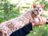 Chaton Bengal mâle brown rosette LOOF à réserver
