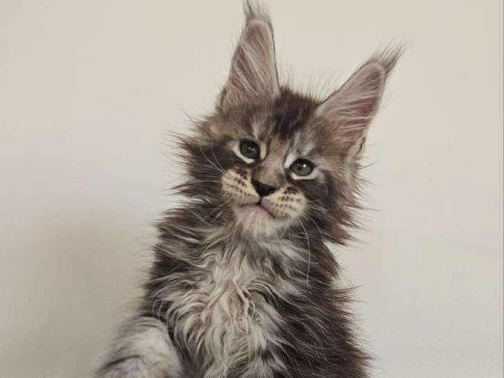 À réserver, 3 chatons Maine Coon (LOOF)